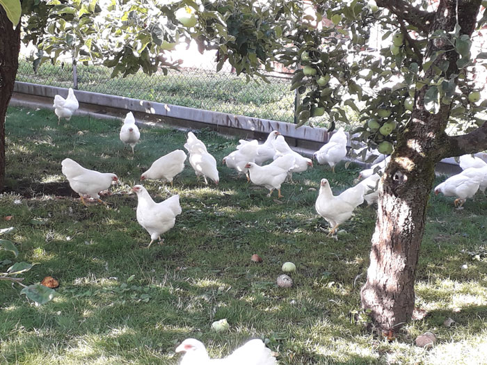 Barnevelder-Hühner im Freilauf in der Wiese