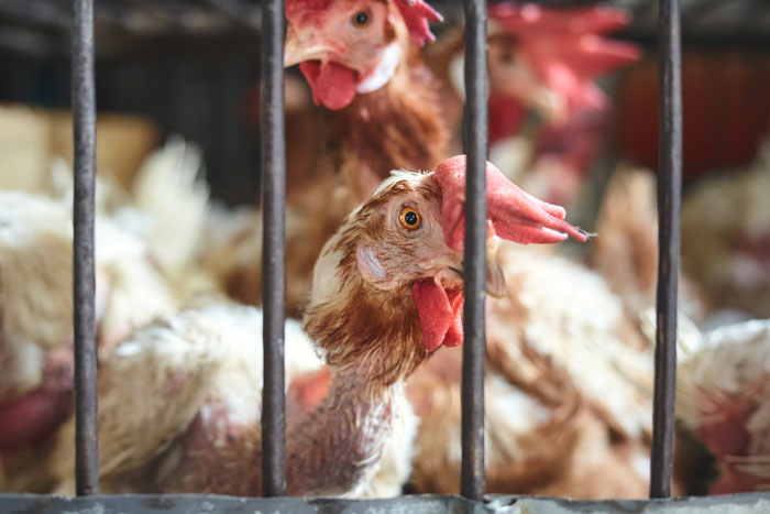Durch Federpicken verletzte Hühner im Käfig