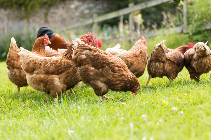 mehrere Hennen im Freien auf einer grünen Wiese beim Suchen von Futter