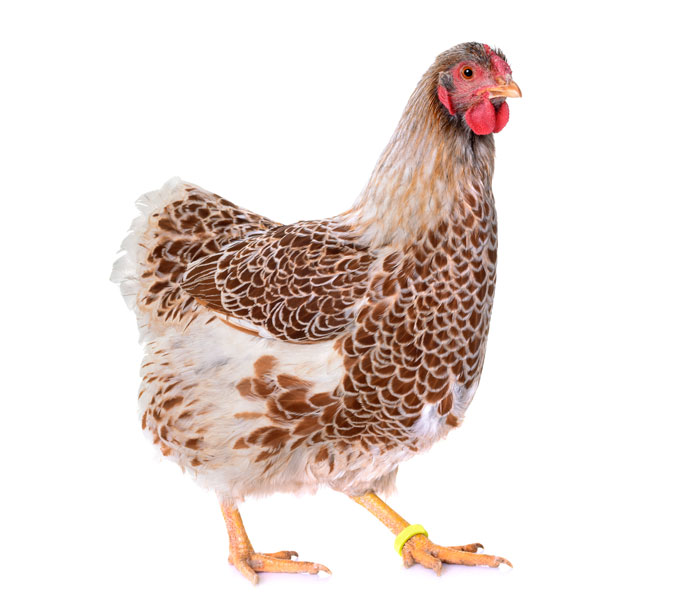 Huhn mit Ring vor weißem Hintergrund für Bewertung