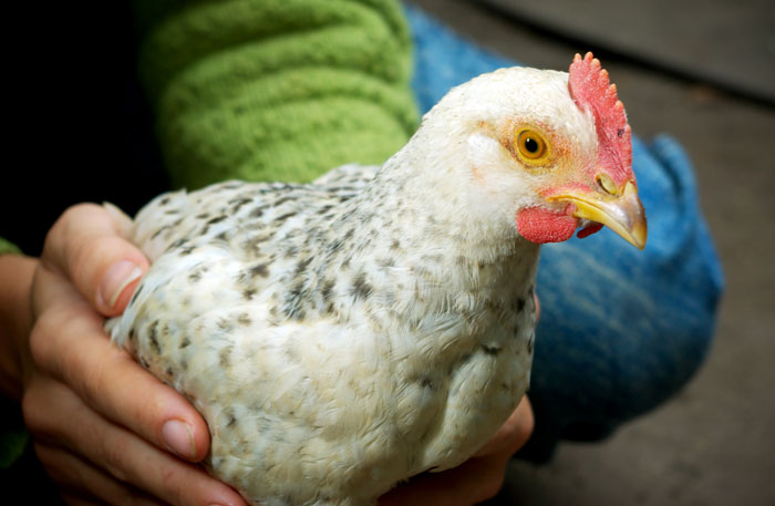 Geschwächtes Huhn in den Händen des Besitzers
