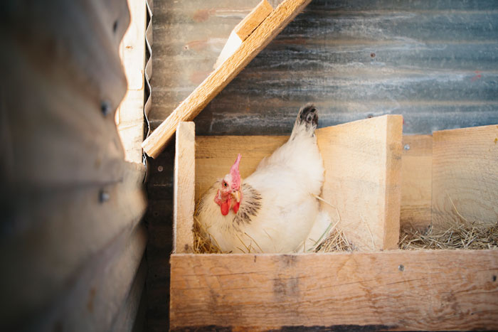 weiße Henne beim Eierlegen sitzend in einem Nest im Stall
