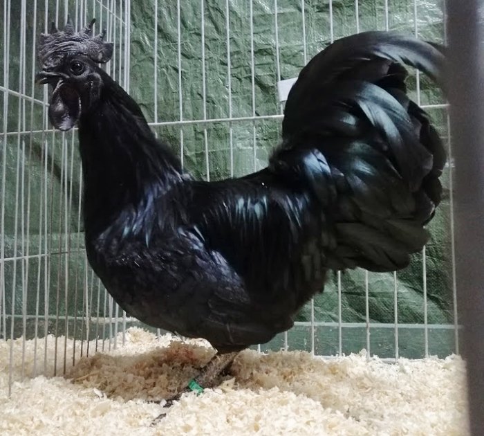Ayam Cemani Kaufen