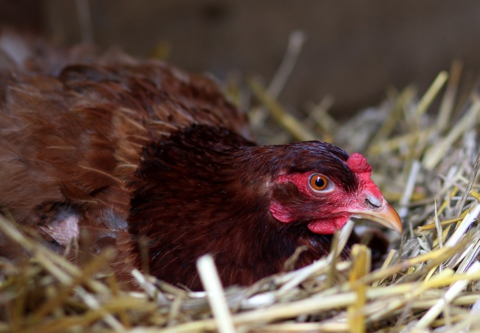 Einen eigenen Hühnerstall bauen 🐓 - Huehnerhof.net