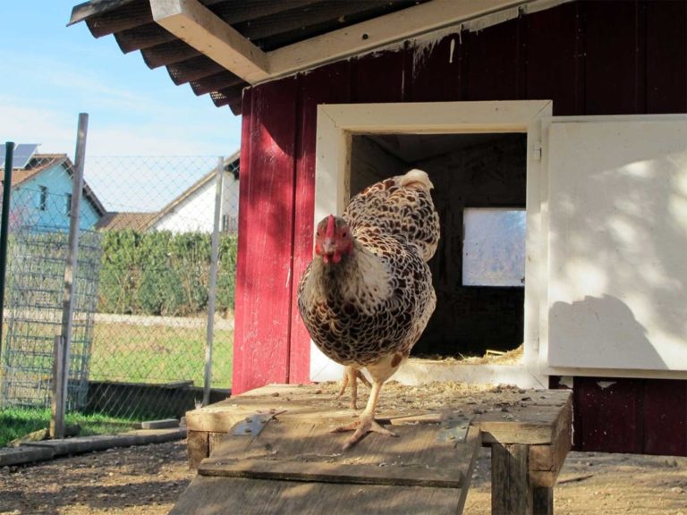 Einen Hühnerstall bauen 🐔 | Huehnerhof.net